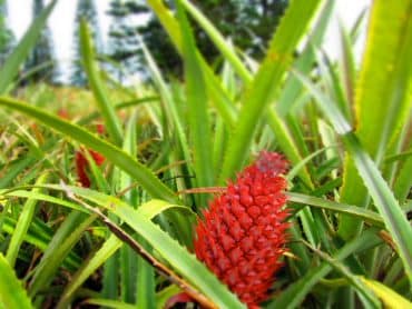 Visiting Pearl Harbor and Getting Lost in a Pineapple Maze 3