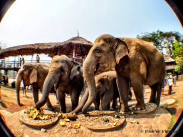 Not Riding Elephants in Thailand - A day at the Elephant Nature Park 4