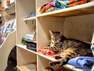 The 6-Toed Cats of The Hemingway House 5