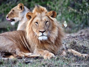 My 1st Safari Experience 22