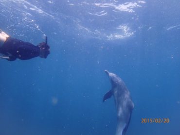 Shark Bait: Swimming with Dolphins in Lamu 12