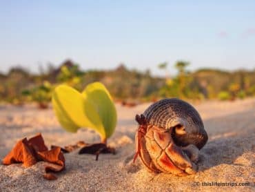 The Crabs of Lamu 2