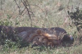 Experiencing The REAL Circle of Life in Africa 5