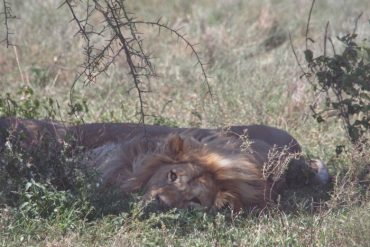 Experiencing The REAL Circle of Life in Africa 5