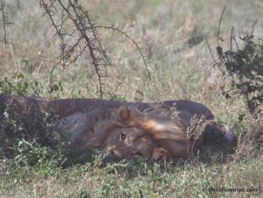 Experiencing The REAL Circle of Life in Africa 5
