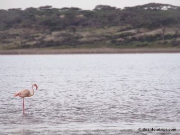 A Nonbirder's Take on the Birds of Africa 3