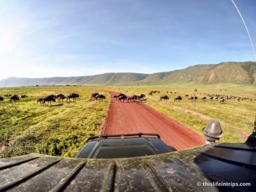 Hunting Rhino in Ngorongoro 21