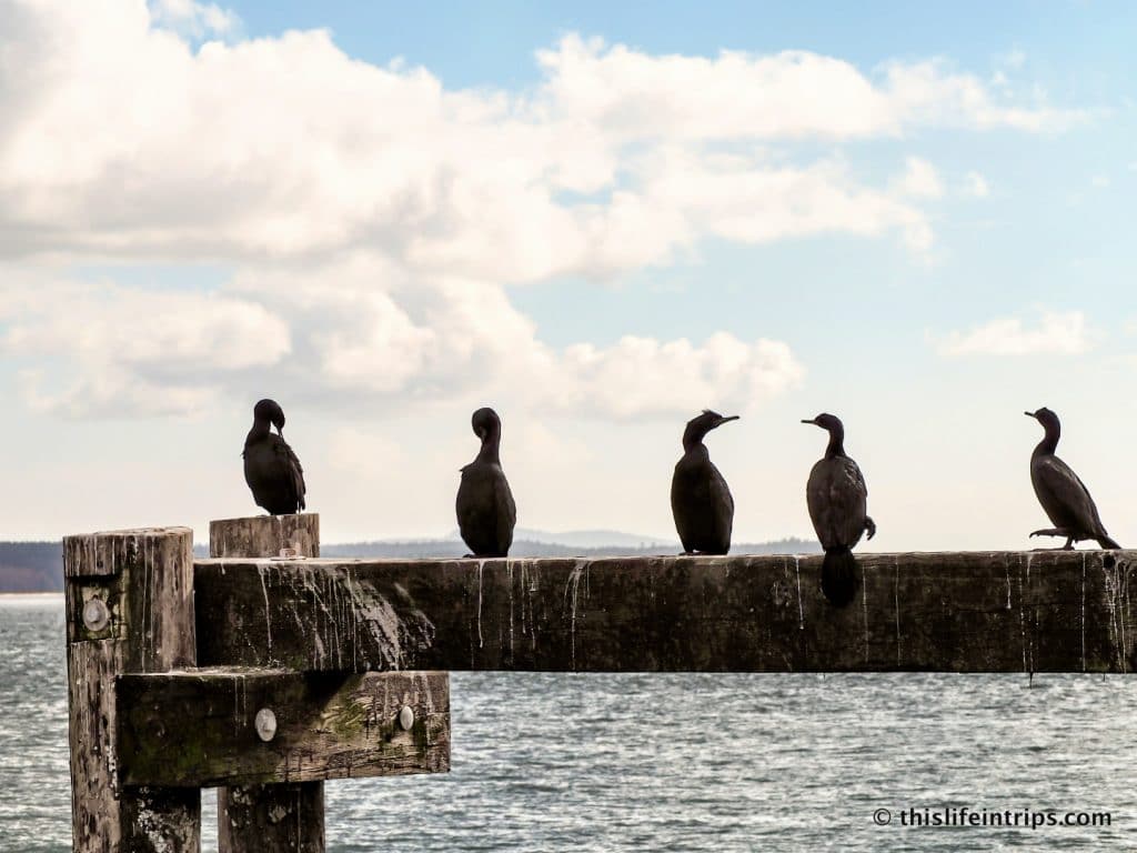 Road Tripping Around Vancouver Island's Pacific Marine Circle Route