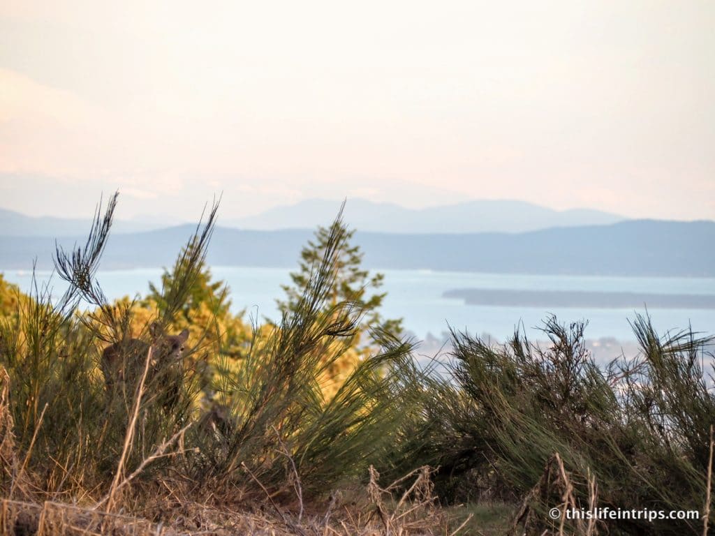 Road Tripping Around Vancouver Island's Pacific Marine Circle Route