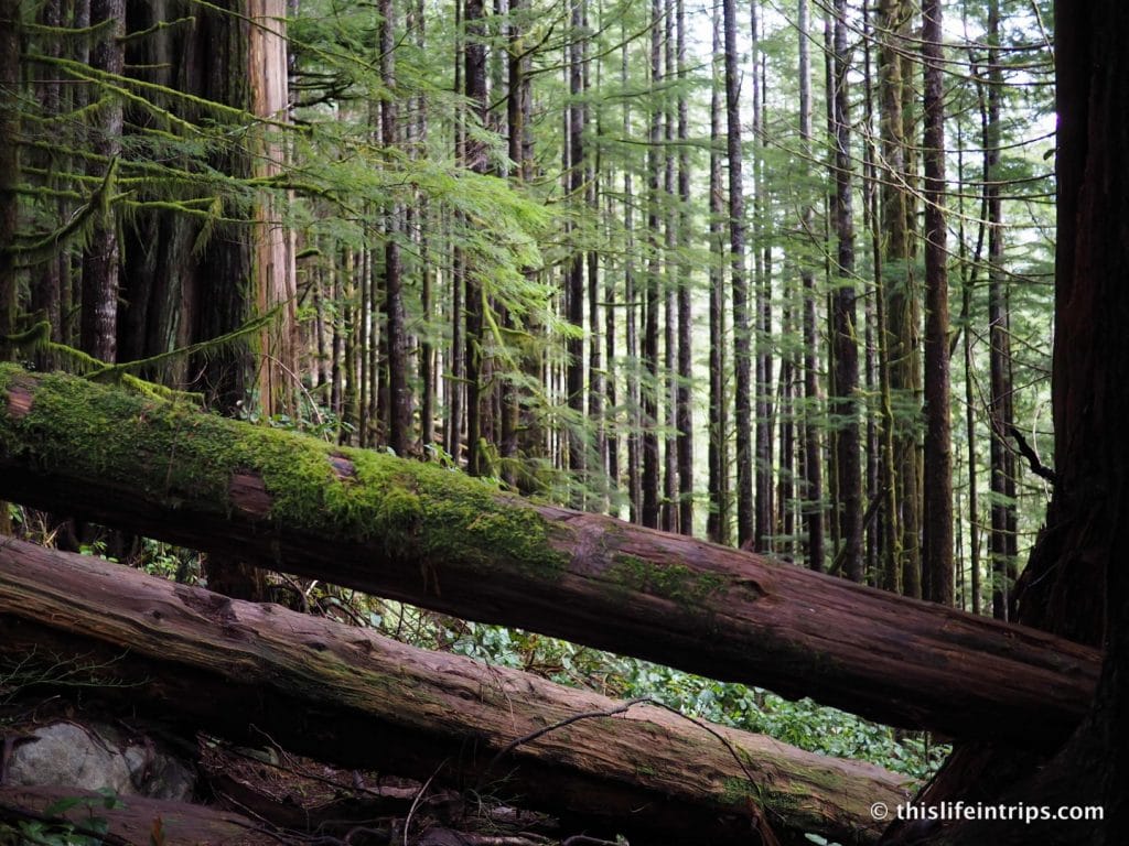 Road Tripping Around Vancouver Island's Pacific Marine Circle Route