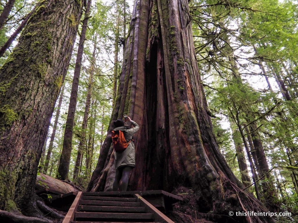 Road Tripping Around Vancouver Island's Pacific Marine Circle Route