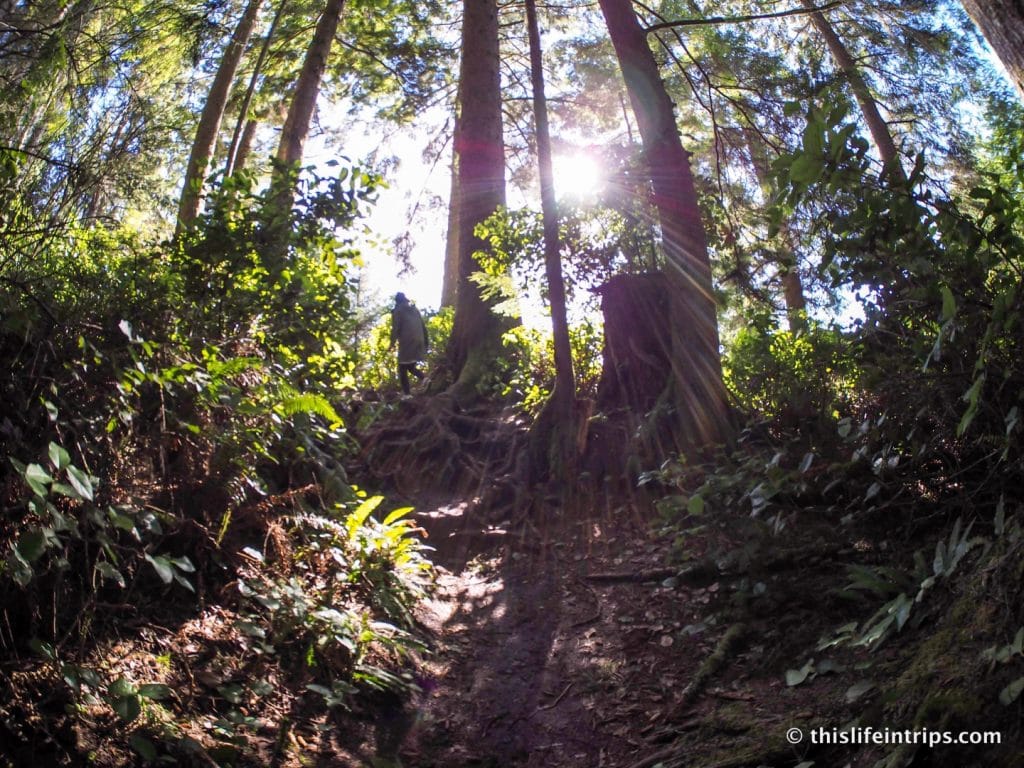 Road Tripping Around Vancouver Island's Pacific Marine Circle Route
