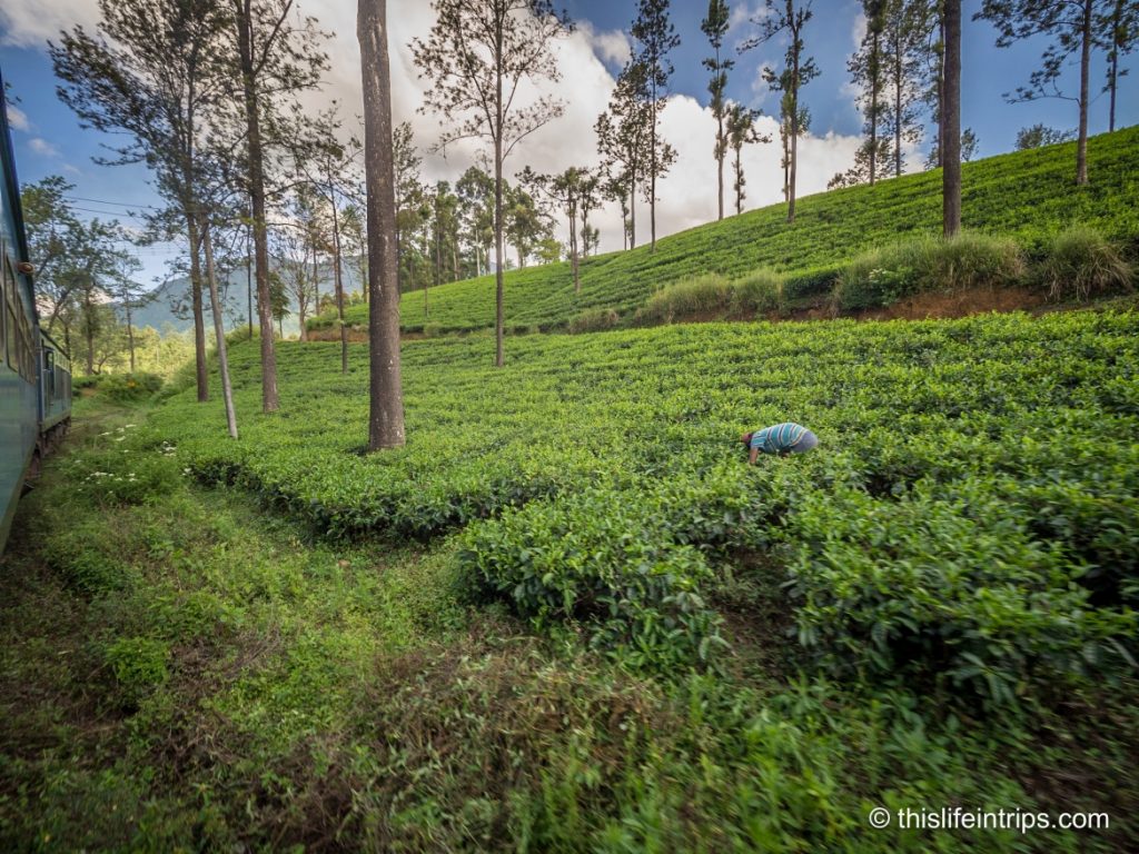 Tips on Taking the Kandy to Ella Train - The World's Most Scenic Train Trip