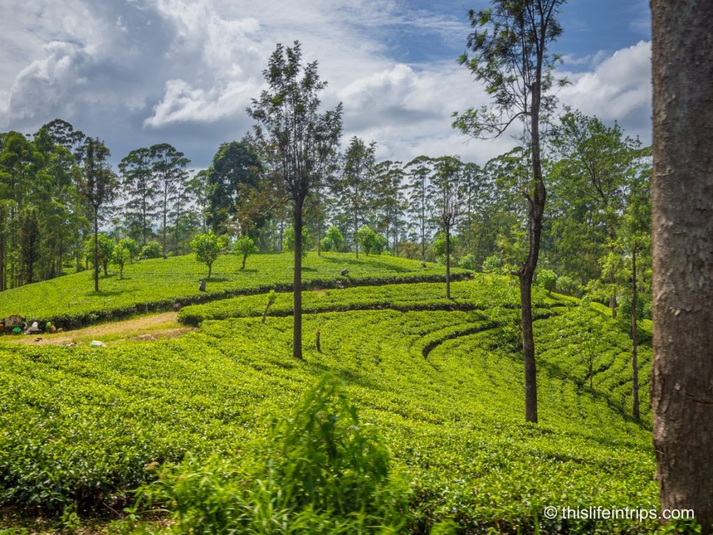 Tips on Taking the Kandy to Ella Train - The World's Most Scenic Train Trip