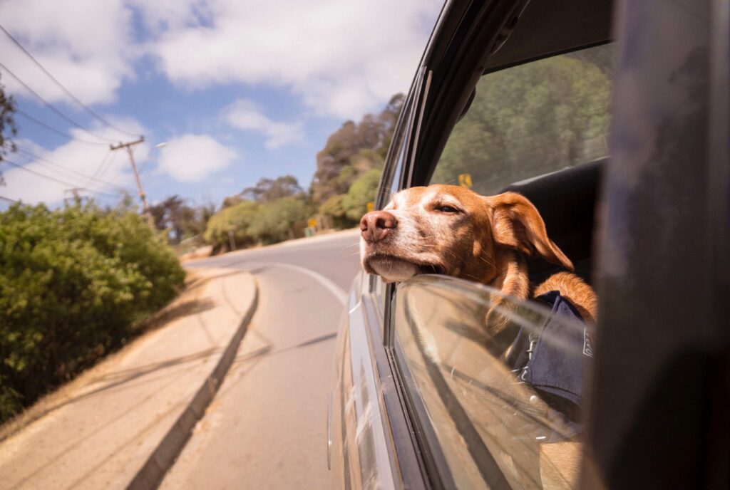 5 Great Tips for Bringing Your Dog on a Road Trip