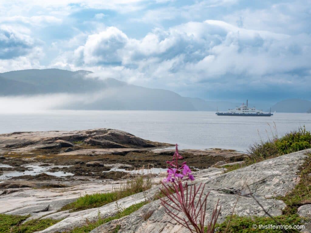 Quebec ferry crossing Saguenay river from Tadoussac with a purple flower in the foreground