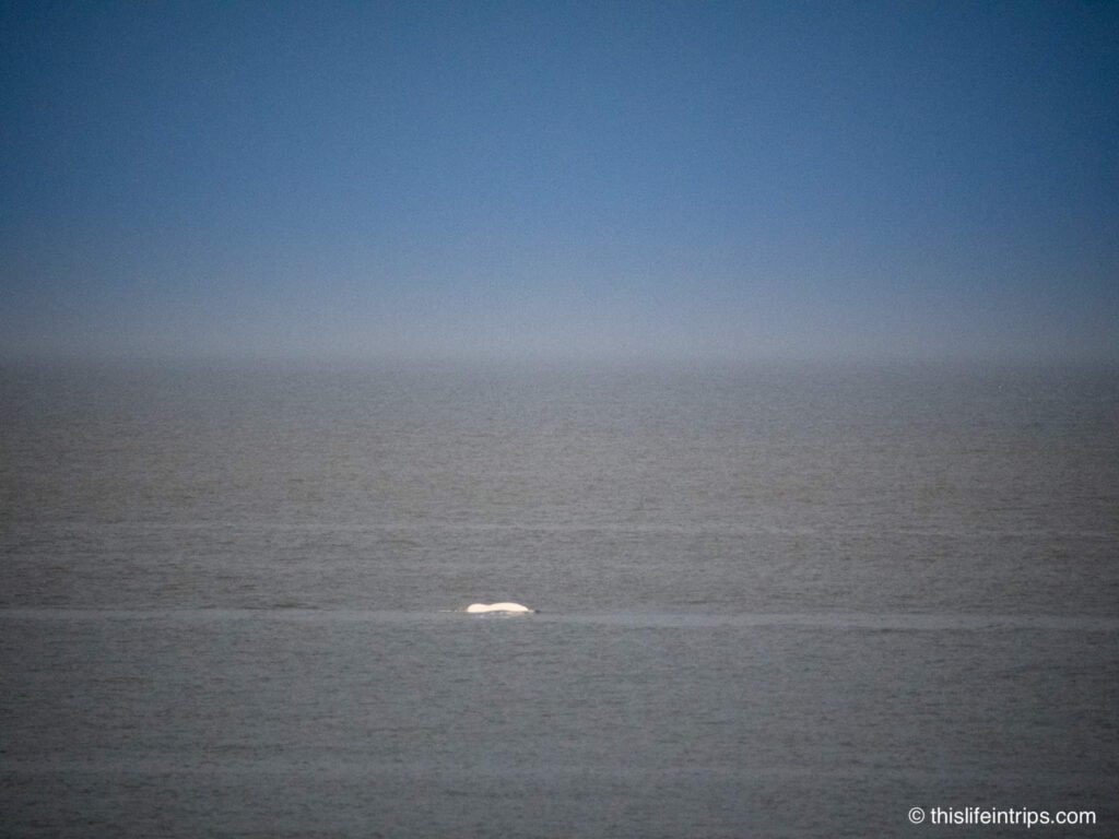 beluga whale off the shore of Portneuf-sur-Mer