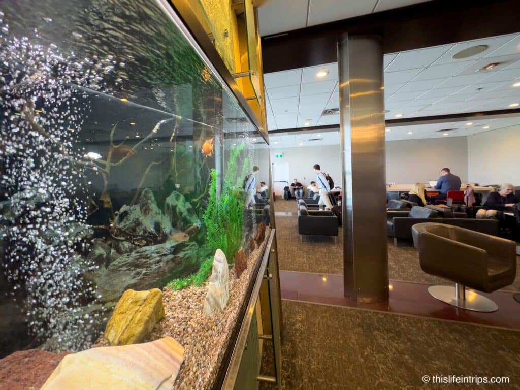 Fish tank at the Air Canada lounge Halifax