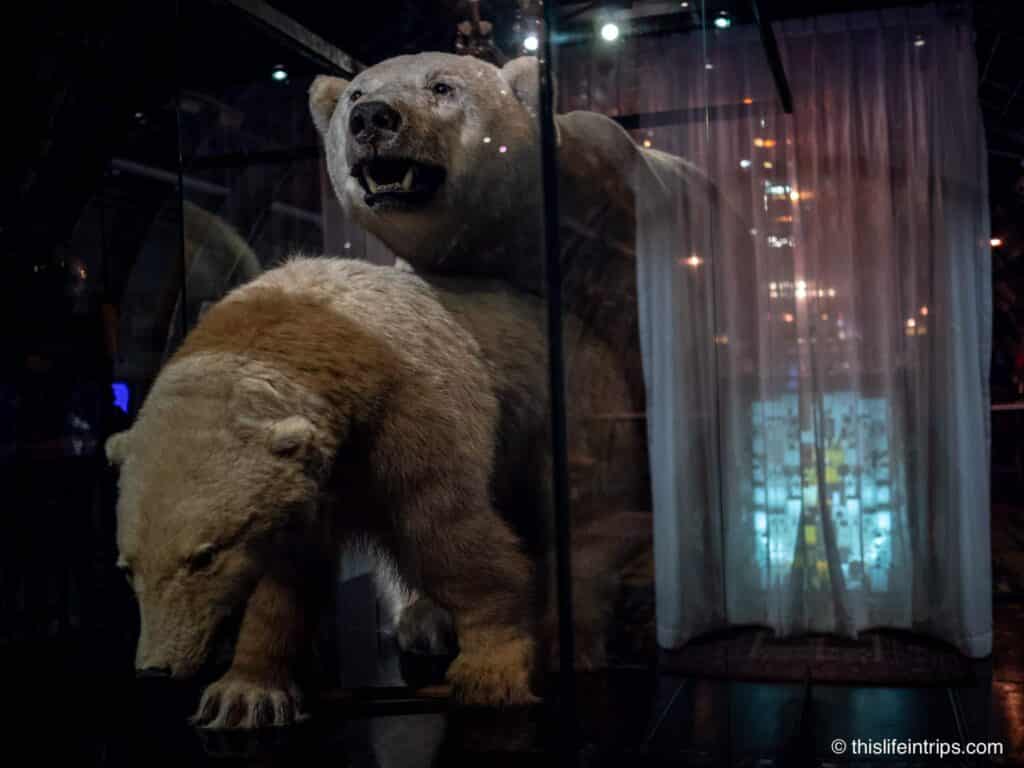 Polar bears at Na Oh inside the plane at the center of changchui creative park
