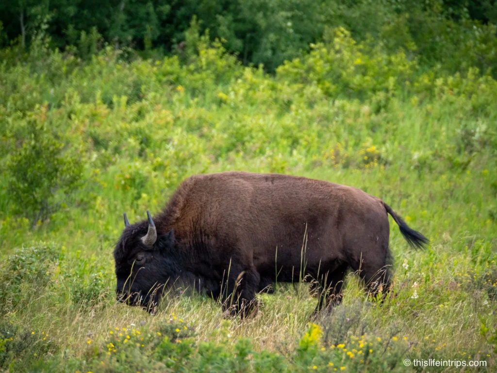 Bison in Manitoba