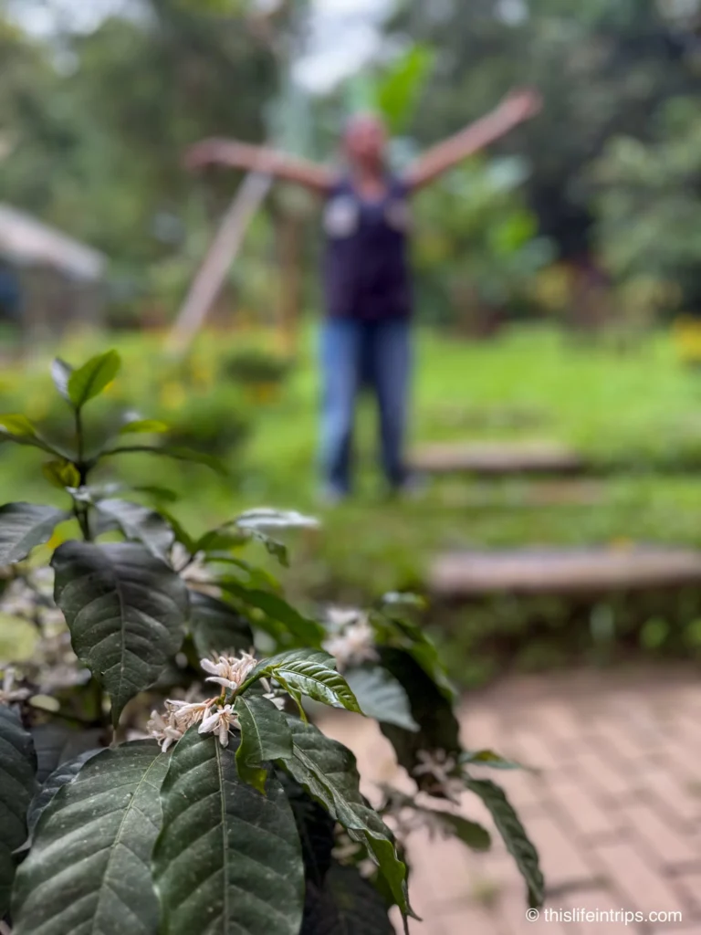 A blossoming coffee tree at a Colombia coffee farm