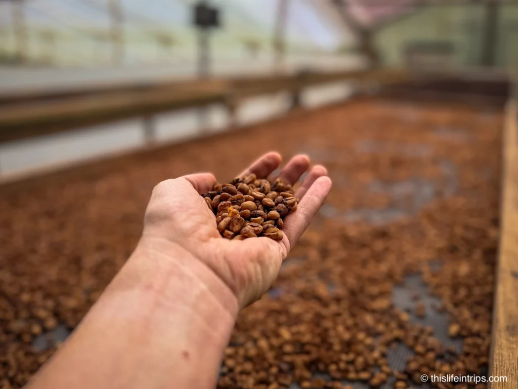 Hand holding up Freshly roasted beans on a Medellin coffee tour