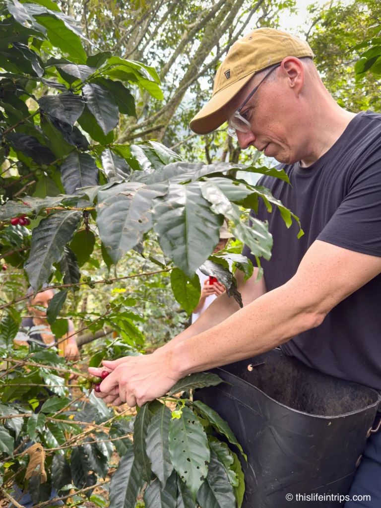 Picking coffee on a Medellin coffee tour