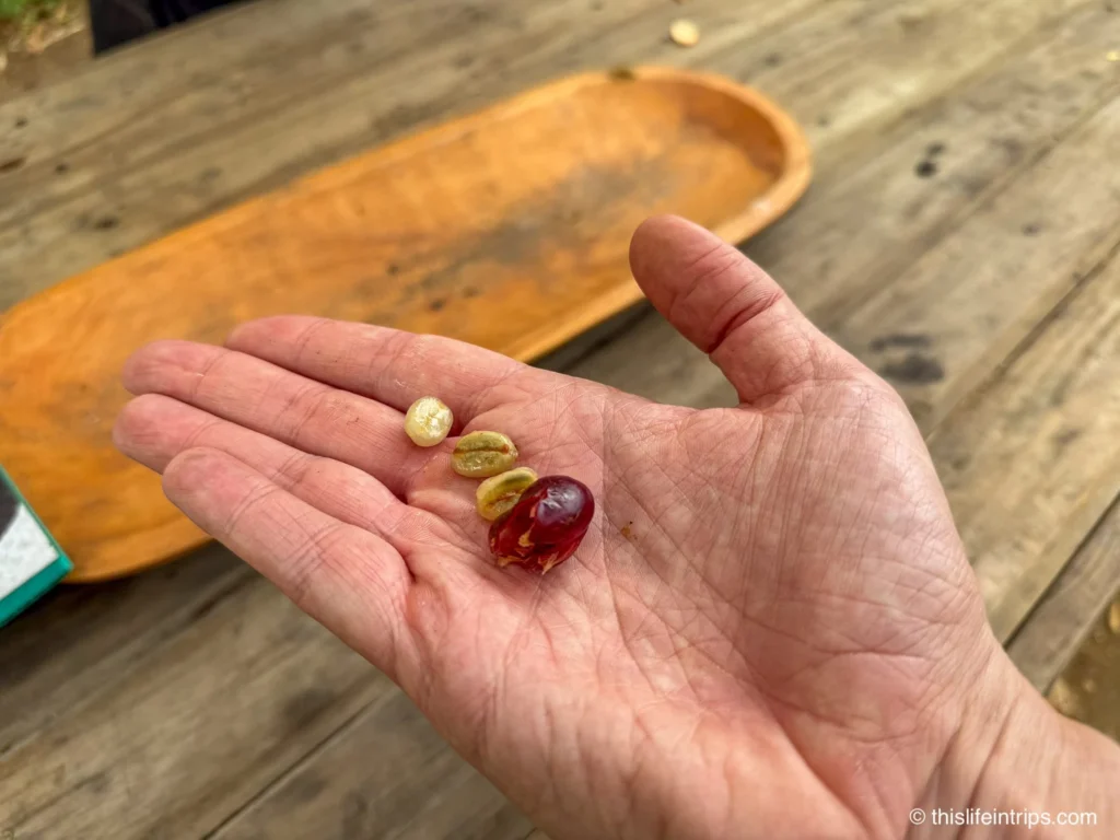 hand holding out coffee fruit and seed on a Medellin coffee tour 