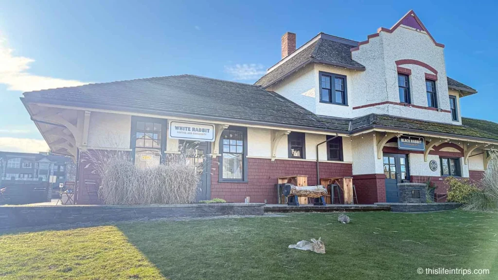 The White Rabbit, Nanaimo with actual white rabbits out front.